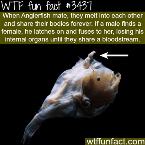 How The Angler Fish Mate