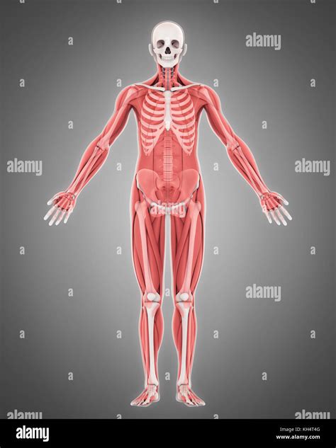 Vista Anterior Del Sistema Muscular Humano Fotografías E Imágenes De