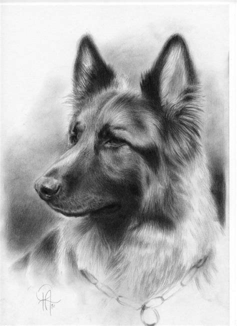 Pencil Drawings German Shepherd Animal Drawings Dog Paintings