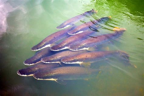 Marine wildlife - Taiwan - Taïwan