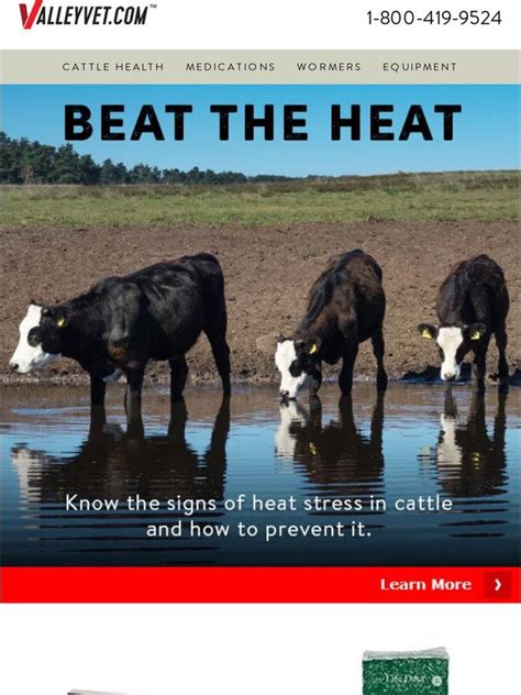 Valley Vet Supply What Are Signs Of Heat Stress In Cattle Milled