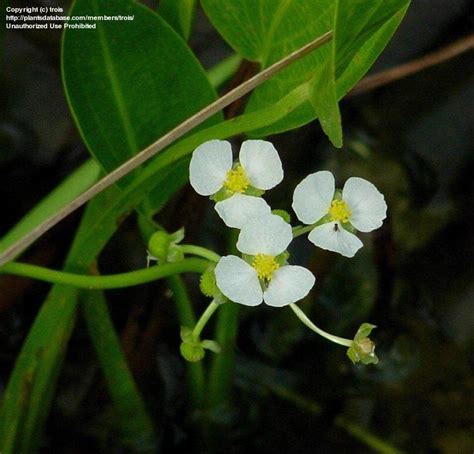 Plantfiles Pictures Sagittaria Species Broad Leaf Arrowhead Delta