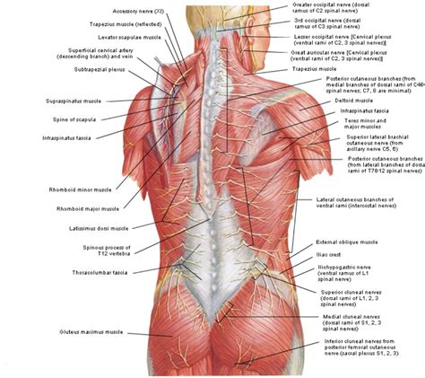 Posterior View Of The Superficial Muscles Of The Back Shoulder Muscle