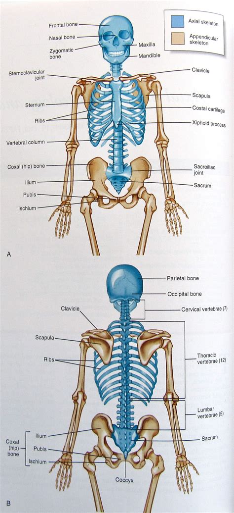 Major Bones Of The Appendicular Skeleton