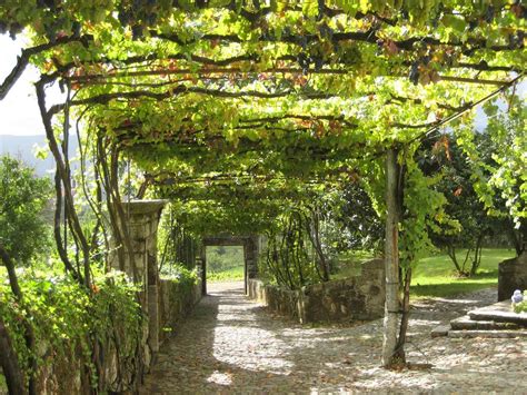 Why You Should Build Grape Arbor