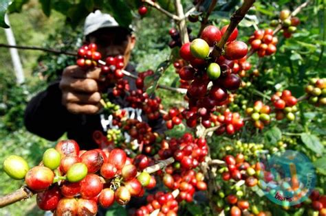 Dari mulai alat yang kecil hingga yang besar. Faktor Yang Mempengaruhi Jumlah Produksi Kopi Dan Pengaruh ...