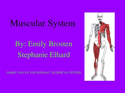 Ppt Muscular System Powerpoint Presentation Free Download Id58772