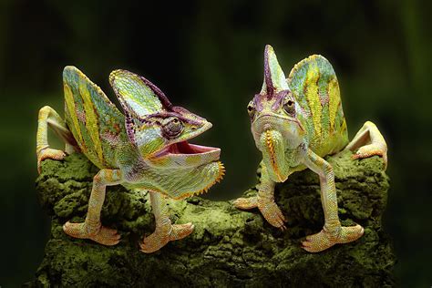Chameleons Types Characteristics And Photos