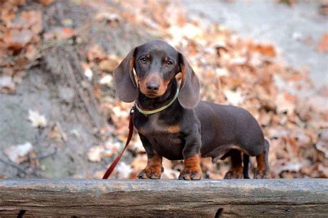 Toy or Teacup Dachshund: Do These Tiny Doxies Really Exist?