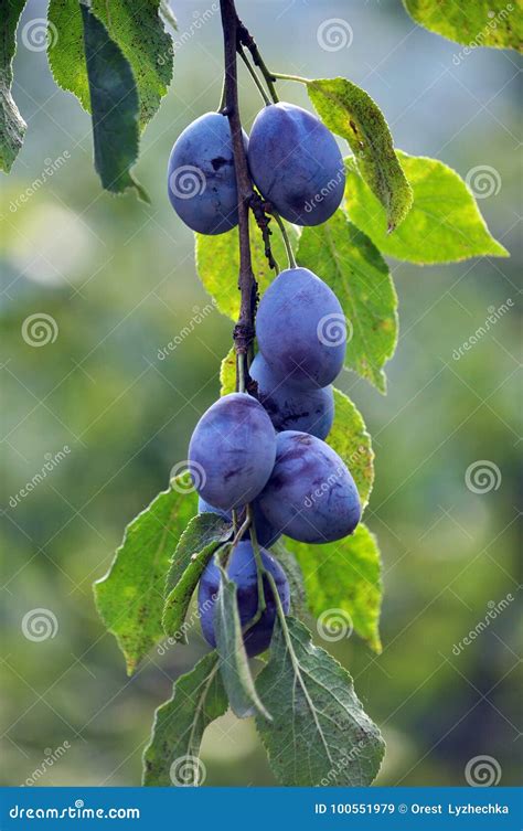 Auf Einer Niederlassung Eines Baums Der Pflaume Stockbild Bild Von Purpurrot Vitamine