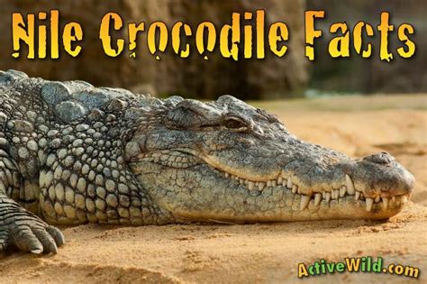 Nile Crocodile Facts For Kids And Adults Pictures Information And Video