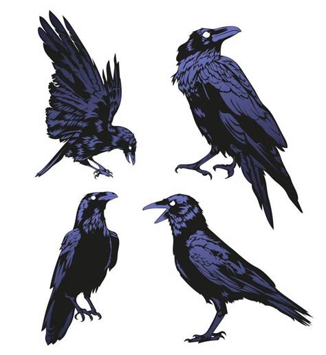 Download Crow Vector Set Raven Vector Set For Free Crows Drawing Crow Art Raven Art