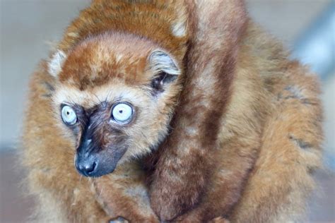 The History Of The Aeecl Lemur Conservation Association Aeecl