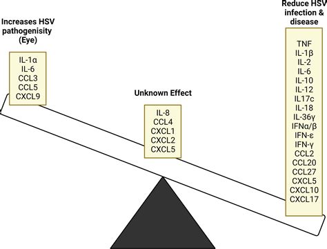 Frontiers Cytokines And Chemokines The Vital Role They Play In