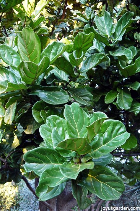 Maybe you would like to learn more about one of these? Houseplant Love: Care Tips For The Fabulous Fiddleleaf Fig