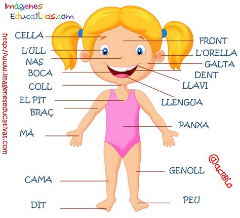 Partes Del Cuerpo En Catalán 2 Imagenes Educativas