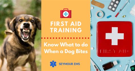 First Aid Training Know How To Treat Dog Bites Well Seymourems Ct