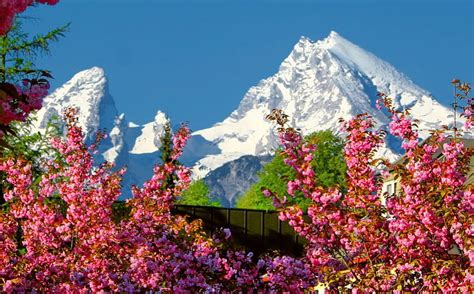 Spring In The Mountains Snowy Flowering Beautiful Spring Mountain