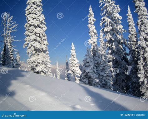 Snow Covered Hills And Trees Stock Photo Image Of Pristine Freezing