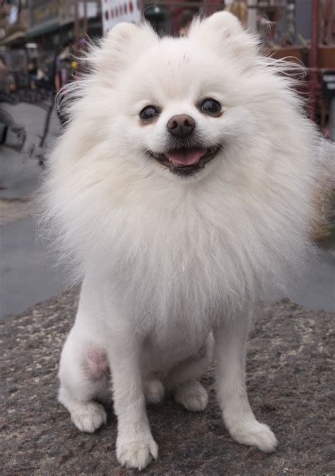 The Top 5 Pomeranian Haircut Styles The Dog People By