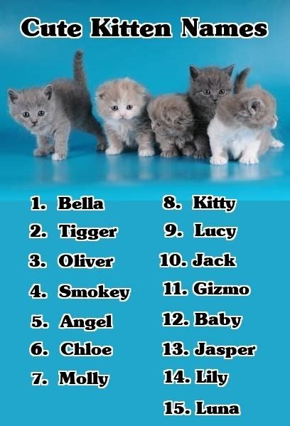 If You Re Looking For Cute Kitten Names Here S A List Of Cute