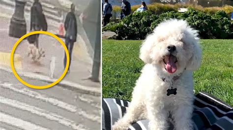 San Francisco Womans 15 Year Old Maltipoo Mauled To Death By Another