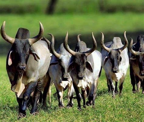 Pin By Jeronimo Olivares Rivera On Raças Zebuínas Zebu Cattle Animal