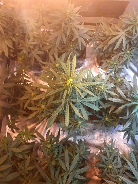 Royal Queen Seeds Mimosa Automatic Grow Journal Week5 By