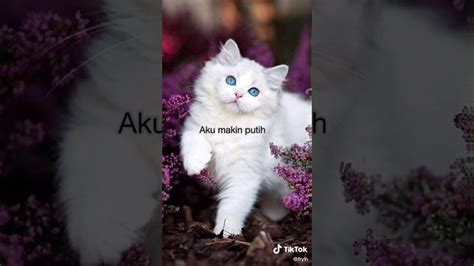 Kucing disebut juga kucing domestik atau kucing rumah (nama ilmiah: Kucing kelamaan di rumah - YouTube