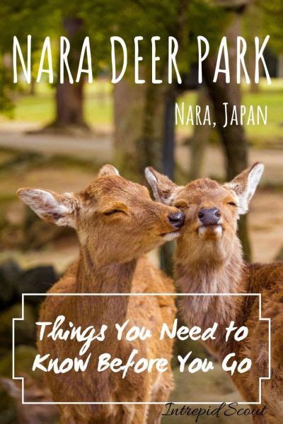 Nara Deer Park Things You Need To Know Before You Go Japan Travel