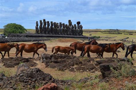 Easter Island January 2014 Easter Island Island Horses