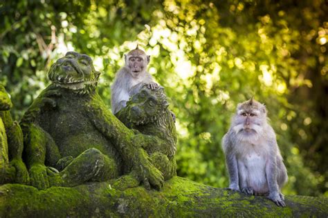 Tips For Enjoying Balis Sacred Monkey Forest In Ubud