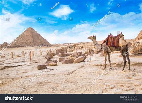 Camel Against Background Pyramids Pharaohs Cheops Stock Photo