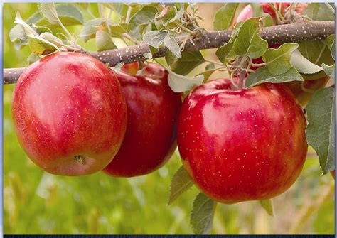 Fuji apples are about the size of a baseball and are about 10% sugar, so they are a folks in washington state know apples. How to Grow Fuji Apple Trees | Dengarden