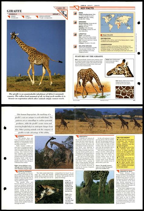 Giraffe 35 Mammals Wildlife Fact File Fold Out Card