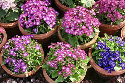 14 Best Landscape Plants With Purple Flowers