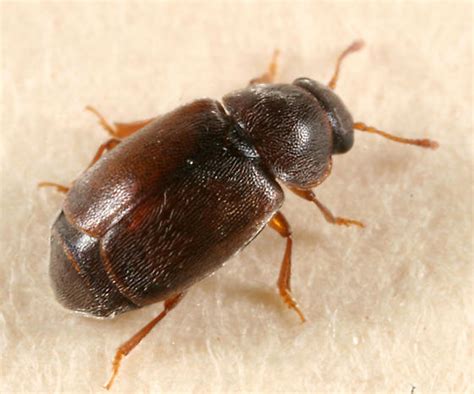 Small Beetle Brachypterus Bugguidenet