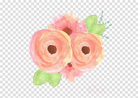 Download Peach Flowers Illustrations Png Clipart Garden Roses Gold