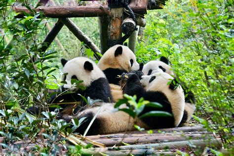 Chengdu Research Base Of Giant Panda Breeding ΔrΔbicΔ