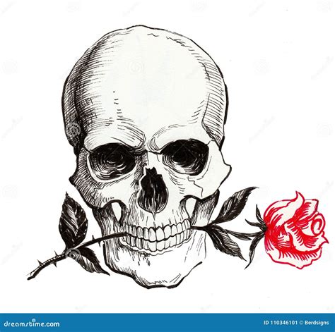 Skull With A Red Rose Stock Illustration Illustration Of Skeleton