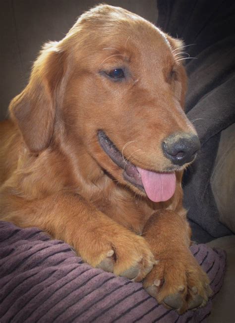 Check spelling or type a new query. Briar Ridge Puppies - Home | Golden retriever, Golden retriever red, Puppies