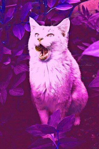 Check spelling or type a new query. Wallpaper Wa Kucing Lucu Kartun - Wallpaper HD