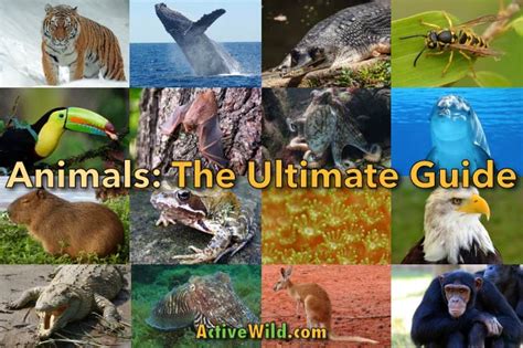 Animals: The Ultimate Guide To The Animal Kingdom - Information, Fun