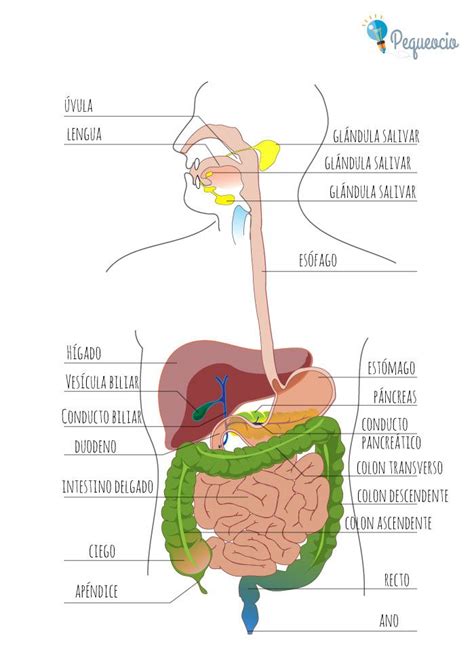 Aparell Digestiu Aparato Digestivo Dibujo Aparato Digestivo Sistema