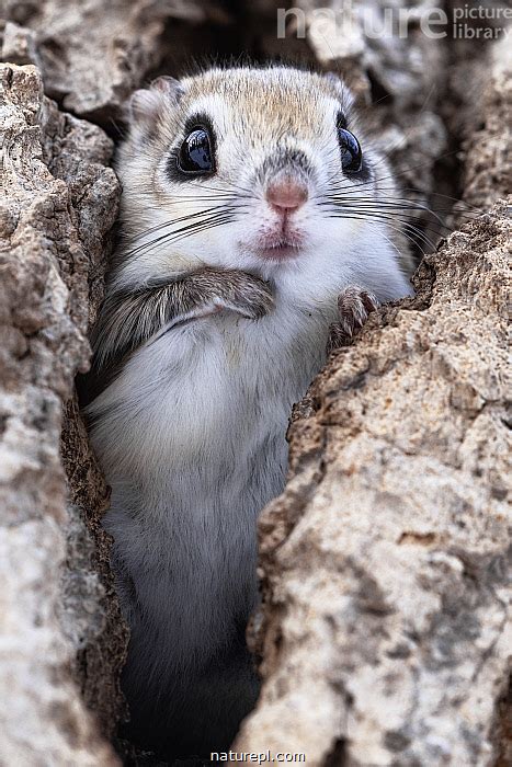 Stock Photo Of Female Siberian Flying Squirrel Pteromys Volans Orii