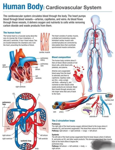 Pin By Ily Reign On Nursing School Studying Basic Anatomy And