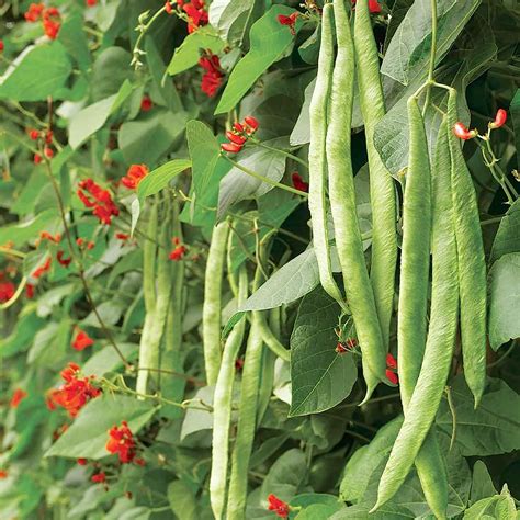 Yegaol Garden Runner Bean Seeds 50pcs Vegetable Seeds