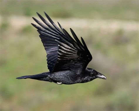 what is a group of ravens called and 16 remarkable facts