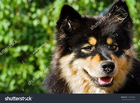 Closeup Black Fur Dog Finnish Lapphund Stock Photo Edit Now 119447896