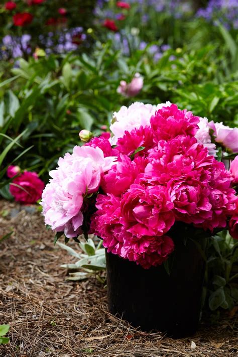 How to plant peonies, planting of peonies in autumn and spring. Peonies Take Patience-And Are Worth the Wait | Plants ...